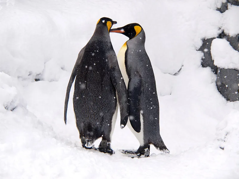 Calls of penguins.