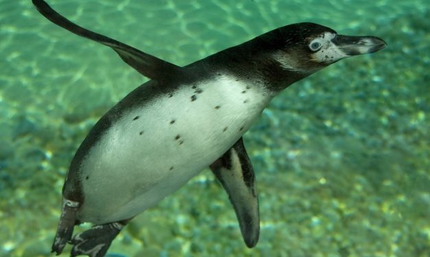 Penguin Conservation Challenges