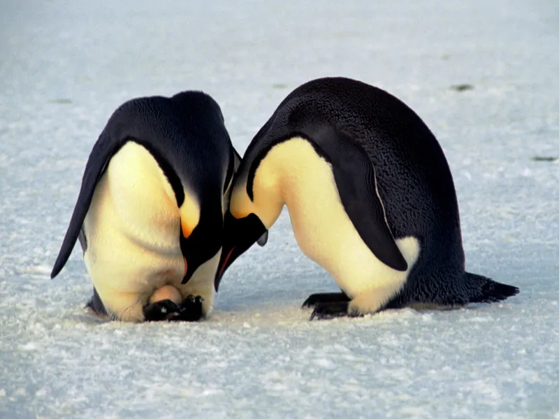 Penguin Reproduction