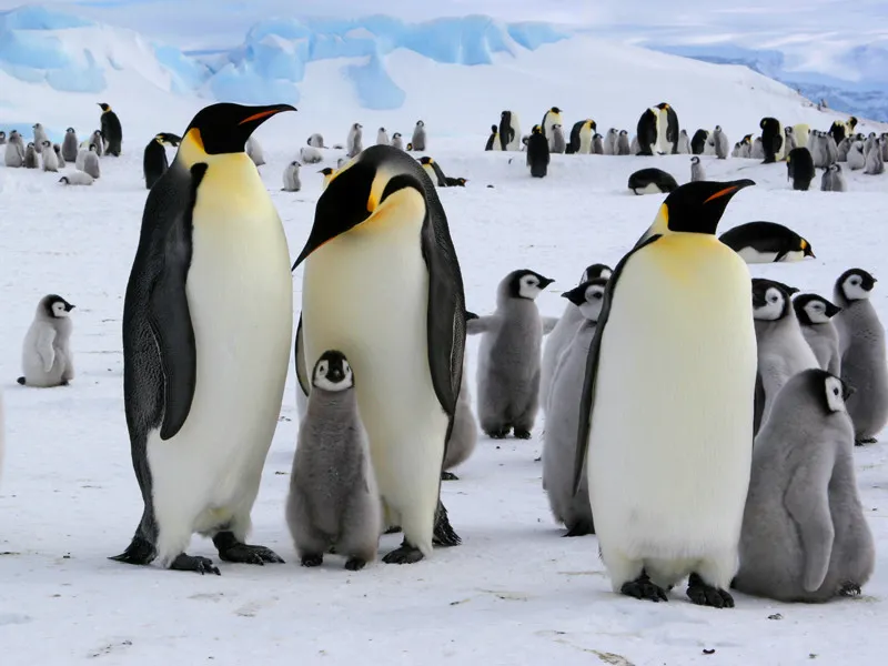 Information about emperor penguins.