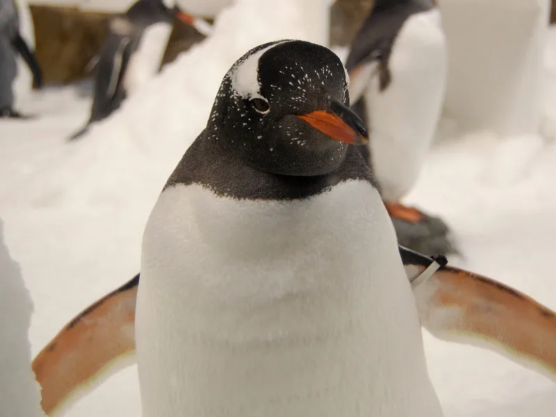 Penguins Endangered
