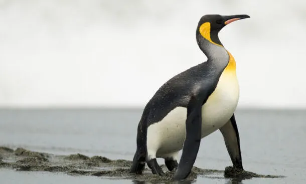 Penguin Evolution – How did penguins evolve?
