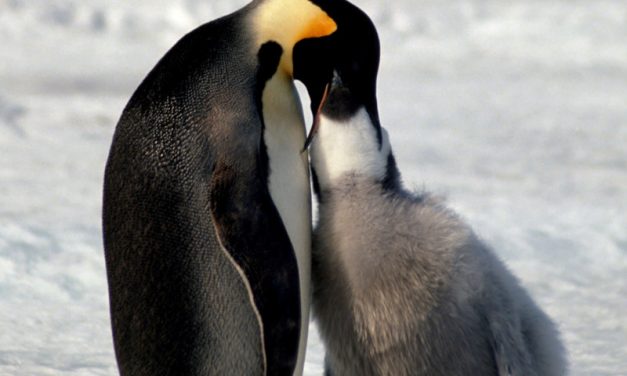 Penguin Feeding
