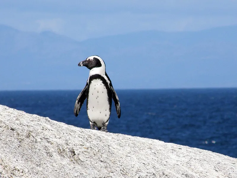 Penguins and Global Warming