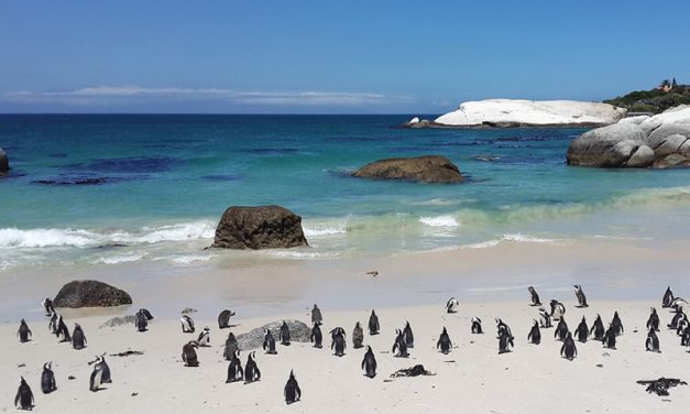 Penguin Habitat: Where Do These Amazing Birds Live?