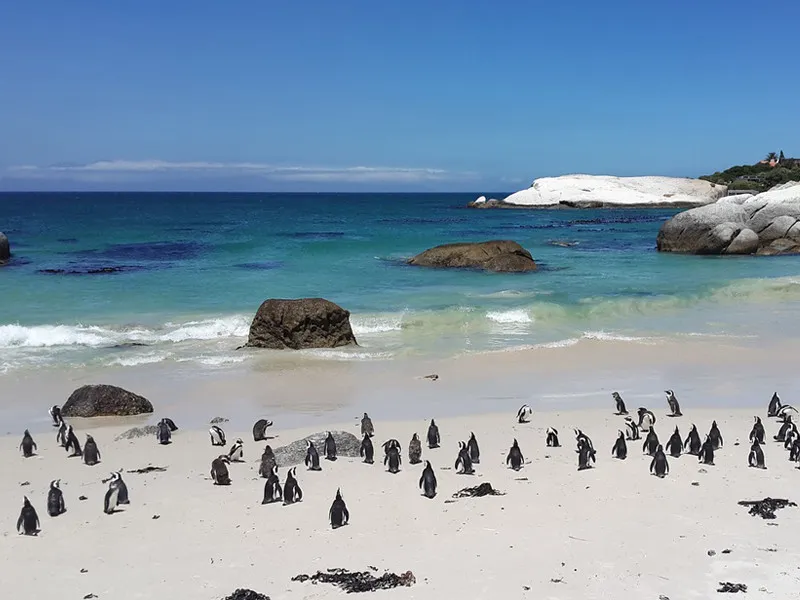 Penguin Habitat: Where Do These Amazing Birds Live?