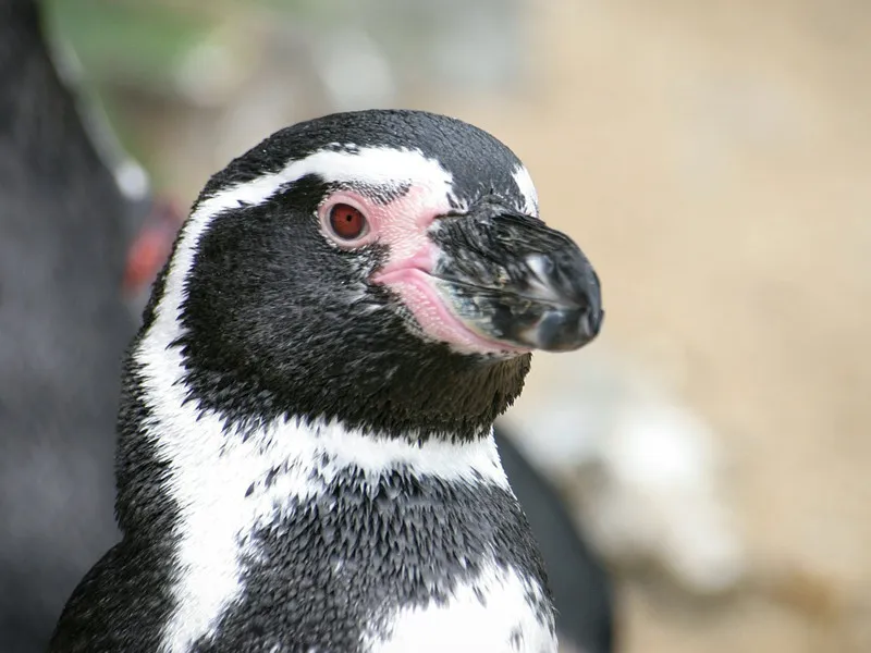 Penguins in History