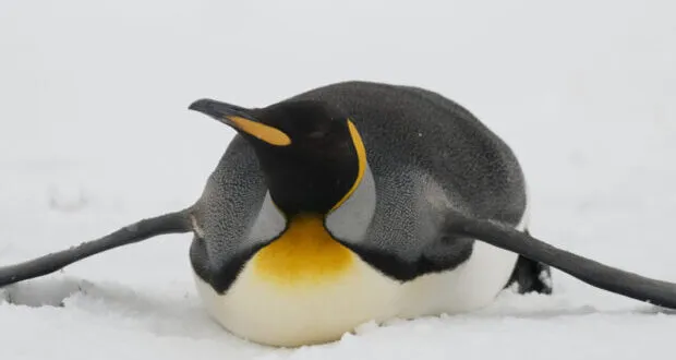 Where do Penguins Live?