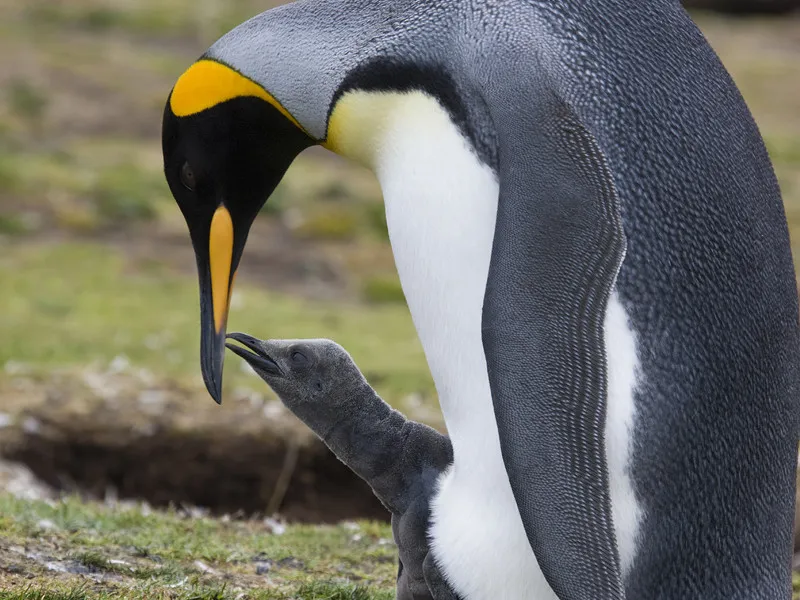 Lifecycle of king penguin.