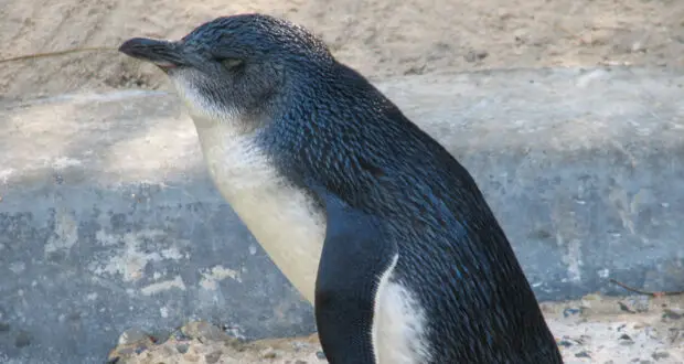 Little Blue Penguin (Eudyptula minor)