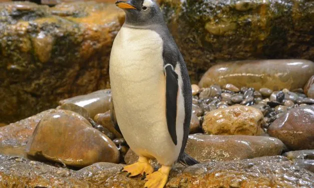 Penguins in Movies