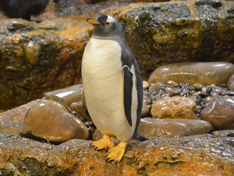 Penguins in Movies