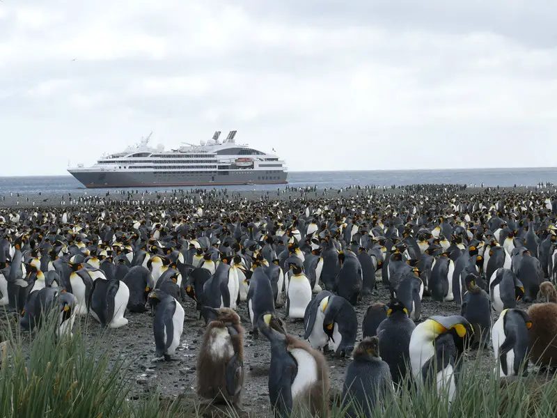 Penguins and Humans