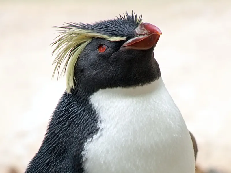 Rockhopper Penguin BioExpedition