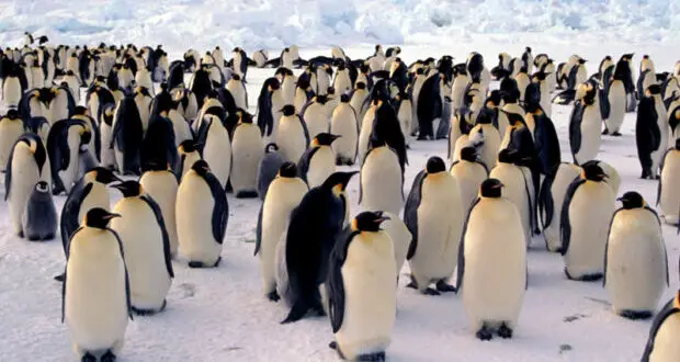 Social structure of penguins.