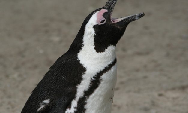 Penguin Communication