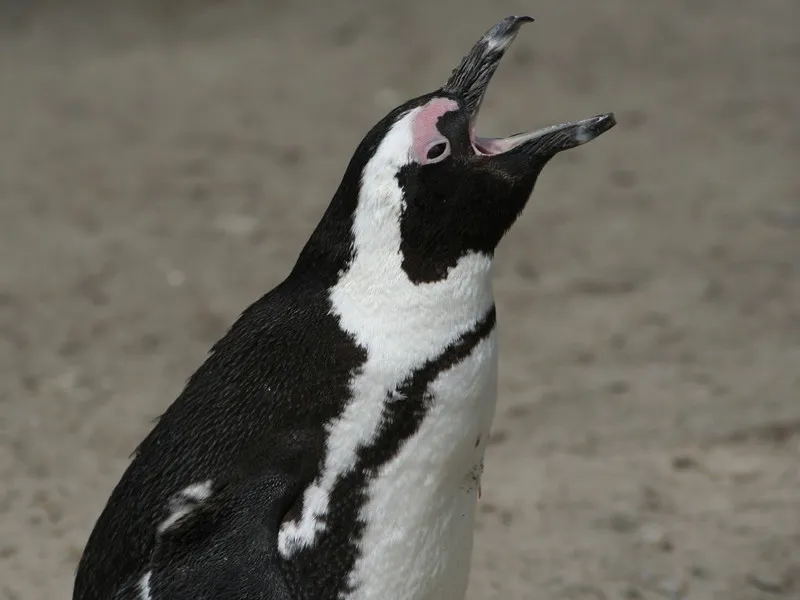 Penguin Communication