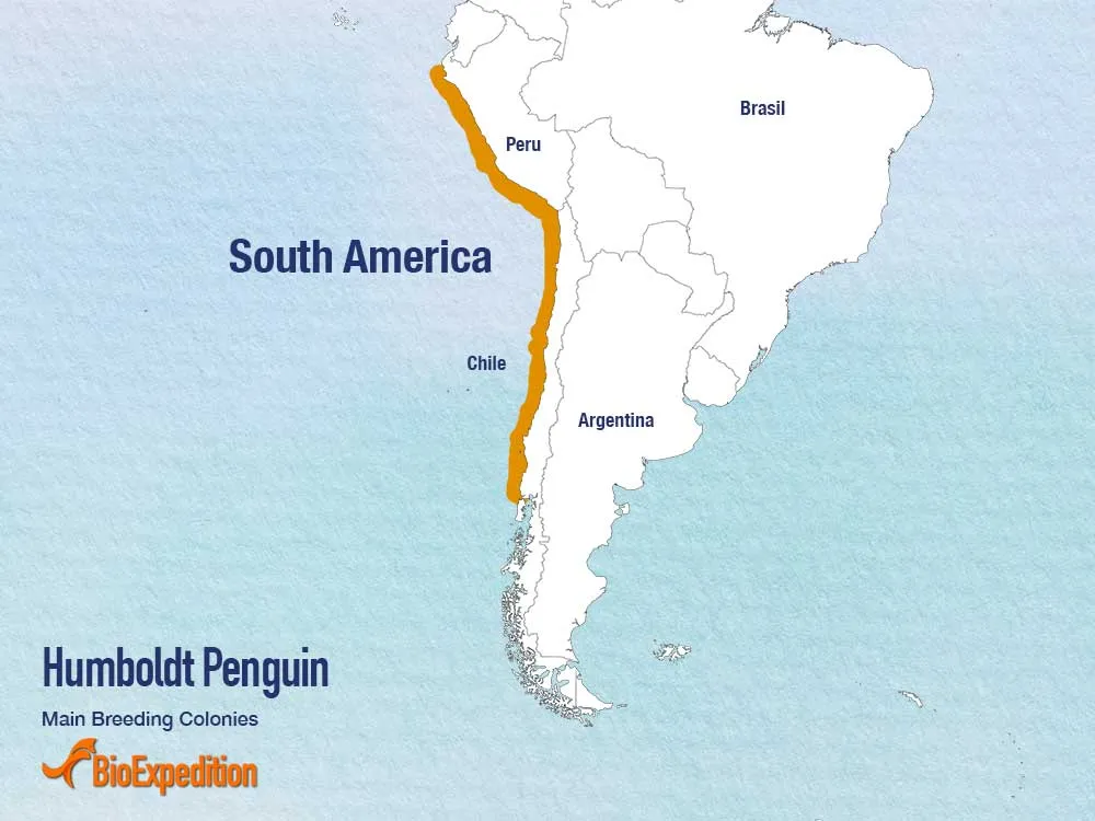 Distribution of Humboldt Penguin.