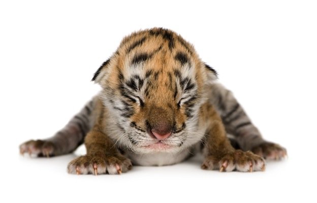 Baby Animals