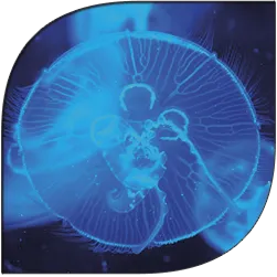 Jellyfish