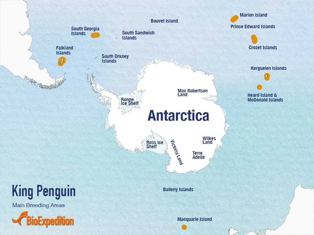 Distribution of King Penguin.