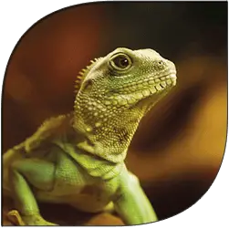 Lizard