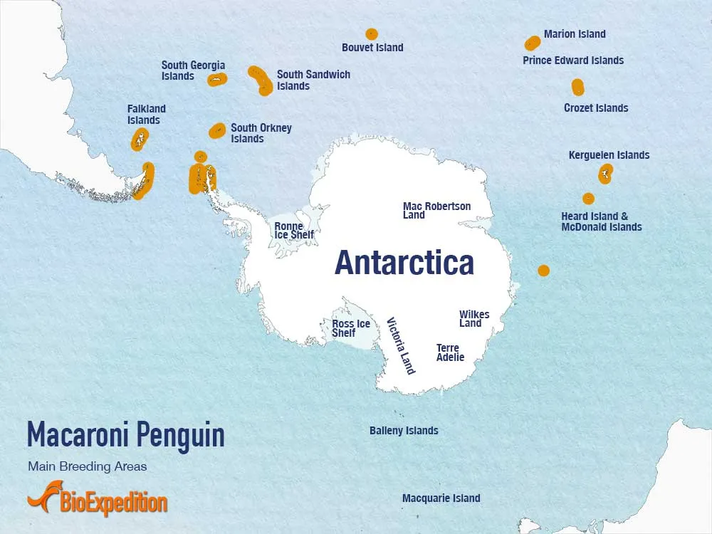 Distribution of Macaroni Penguin.