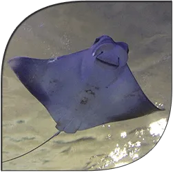 Manta Ray
