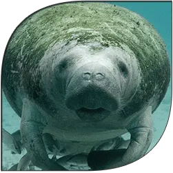 Manatee