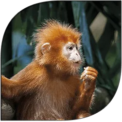 Monkey