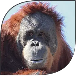 Orangutan
