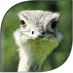 Ostrich