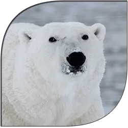Polar bear