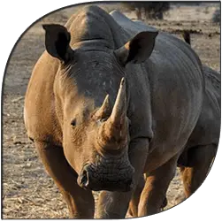 Rhinoceros