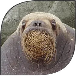 Walrus