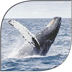 Whale