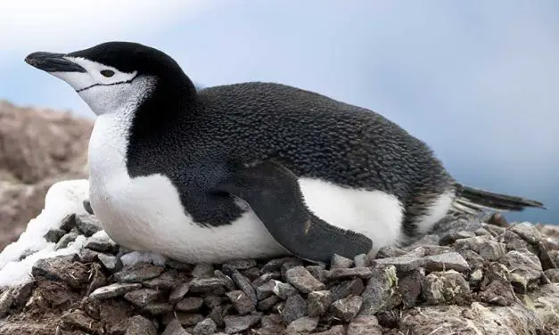 Chinstrap Penguin