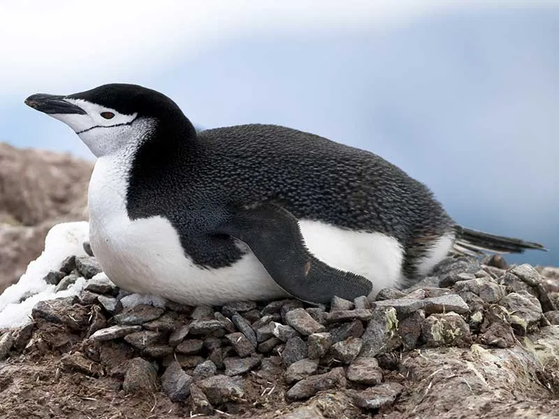 Chinstrap Penguin