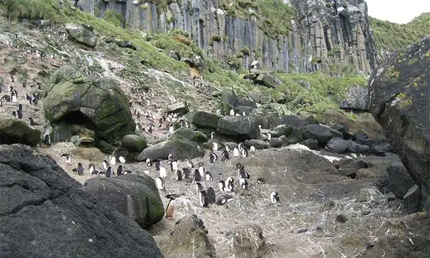 Erect-crested Penguin