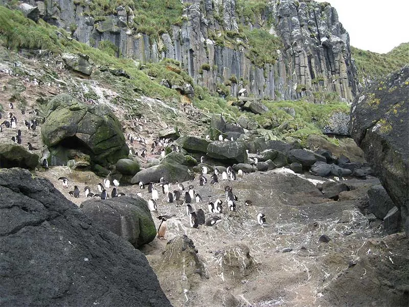Erect-crested Penguin