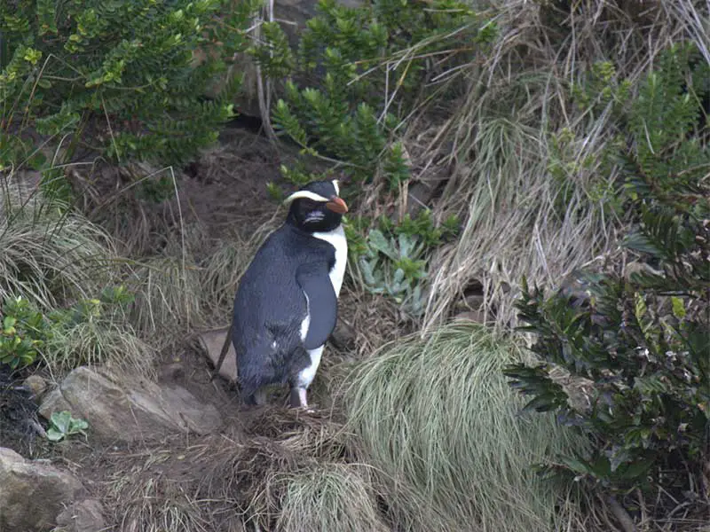 Fiordland Penguin