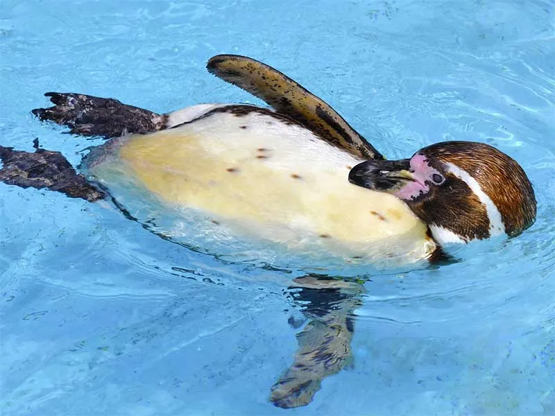 Information about Humboldt penguin.