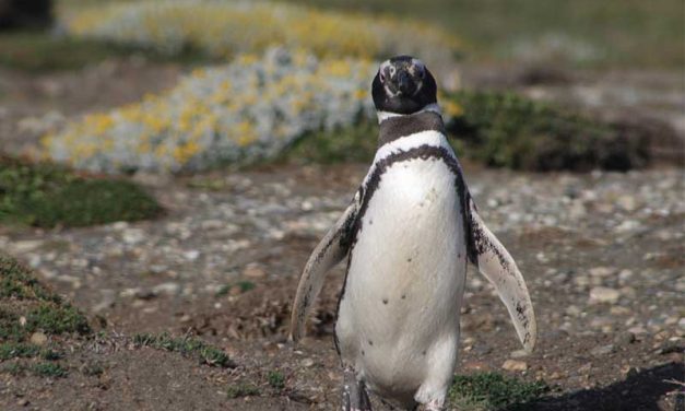 Magellanic Penguin