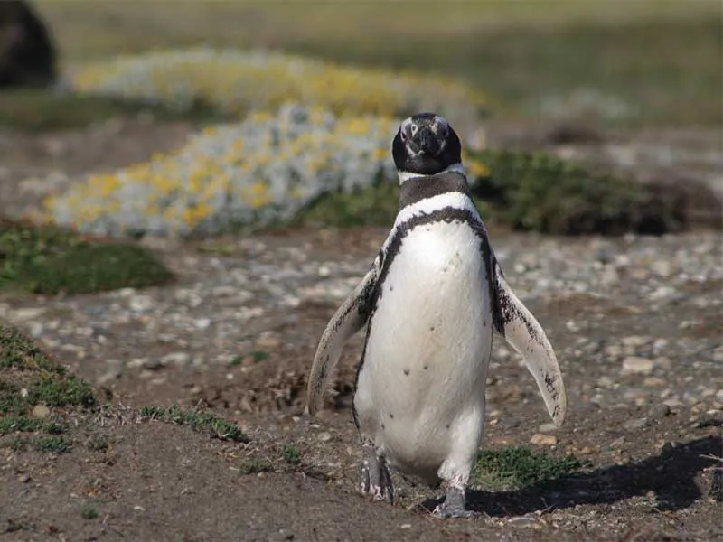 Magellanic Penguin
