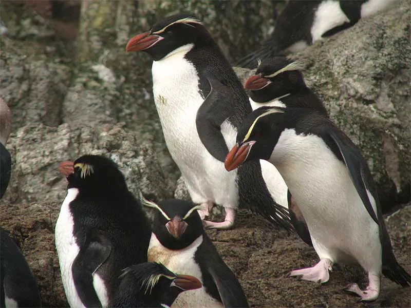 Macaroni penguin - Wikipedia