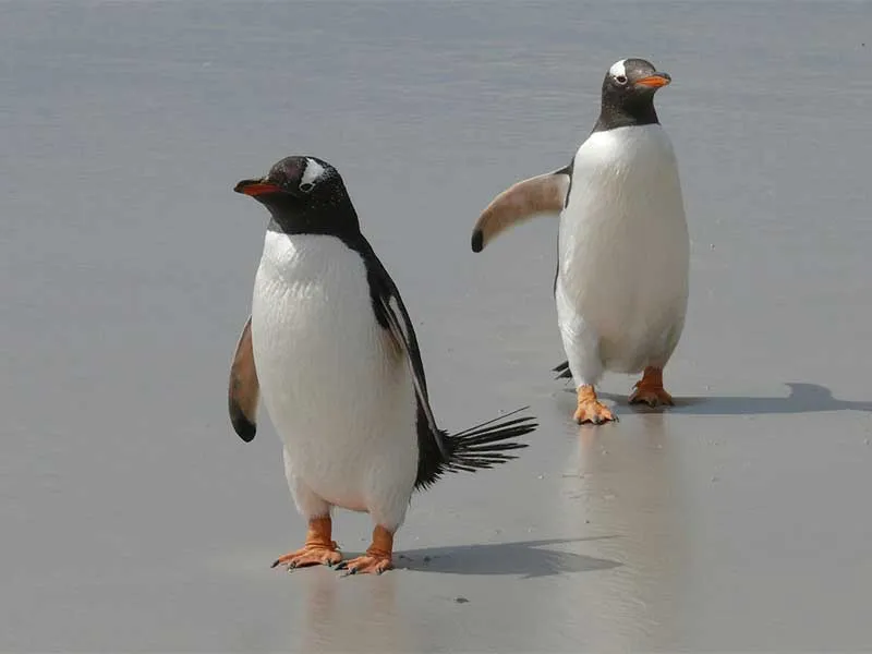 Gentoo Penguin