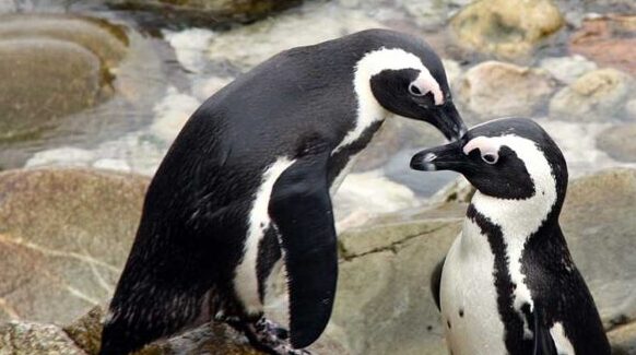 Penguin Behavior