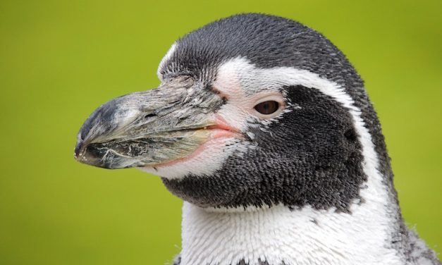 Penguin Glossary