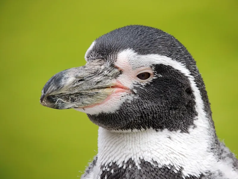 Penguin Glossary