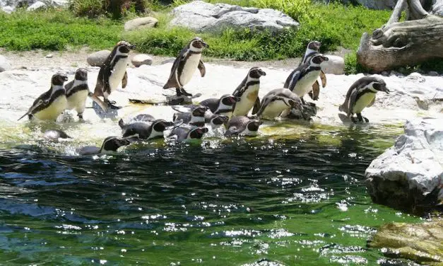 Penguin Migration